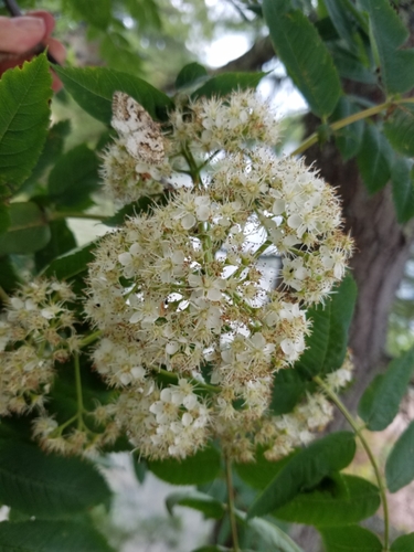 Sorbus decora (Showny mountain ash) — photo