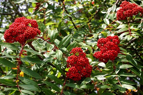 Sorbus decora