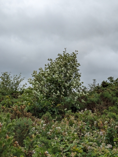 Sorbus devoniensis (French hales) — photo