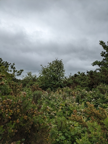 Sorbus devoniensis (French hales) — photo