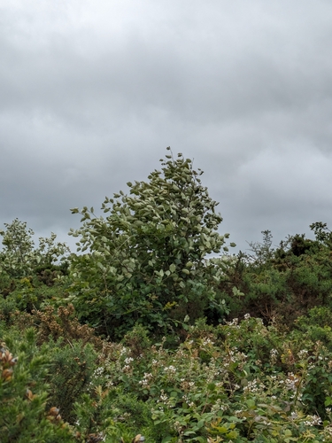 Sorbus devoniensis