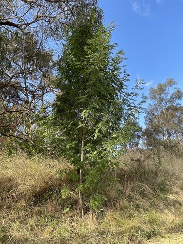 Sorbus domestica (Service tree) — photo