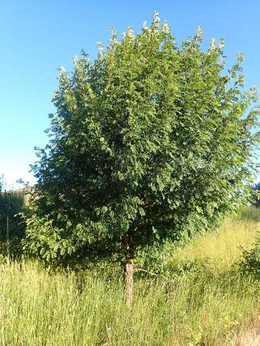 Sorbus domestica (Service tree) — photo