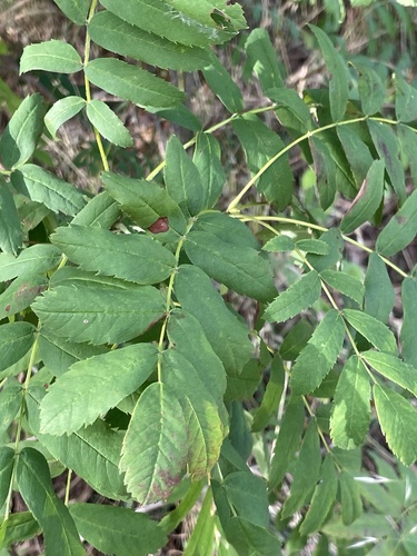 Sorbus domestica