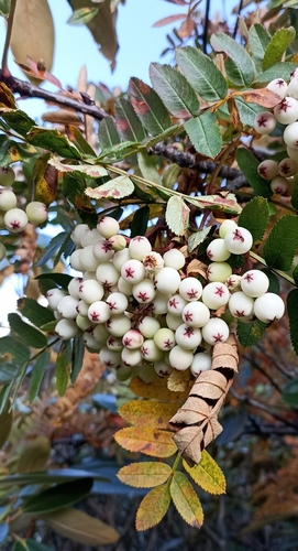 Sorbus foliolosa (Sale) — photo