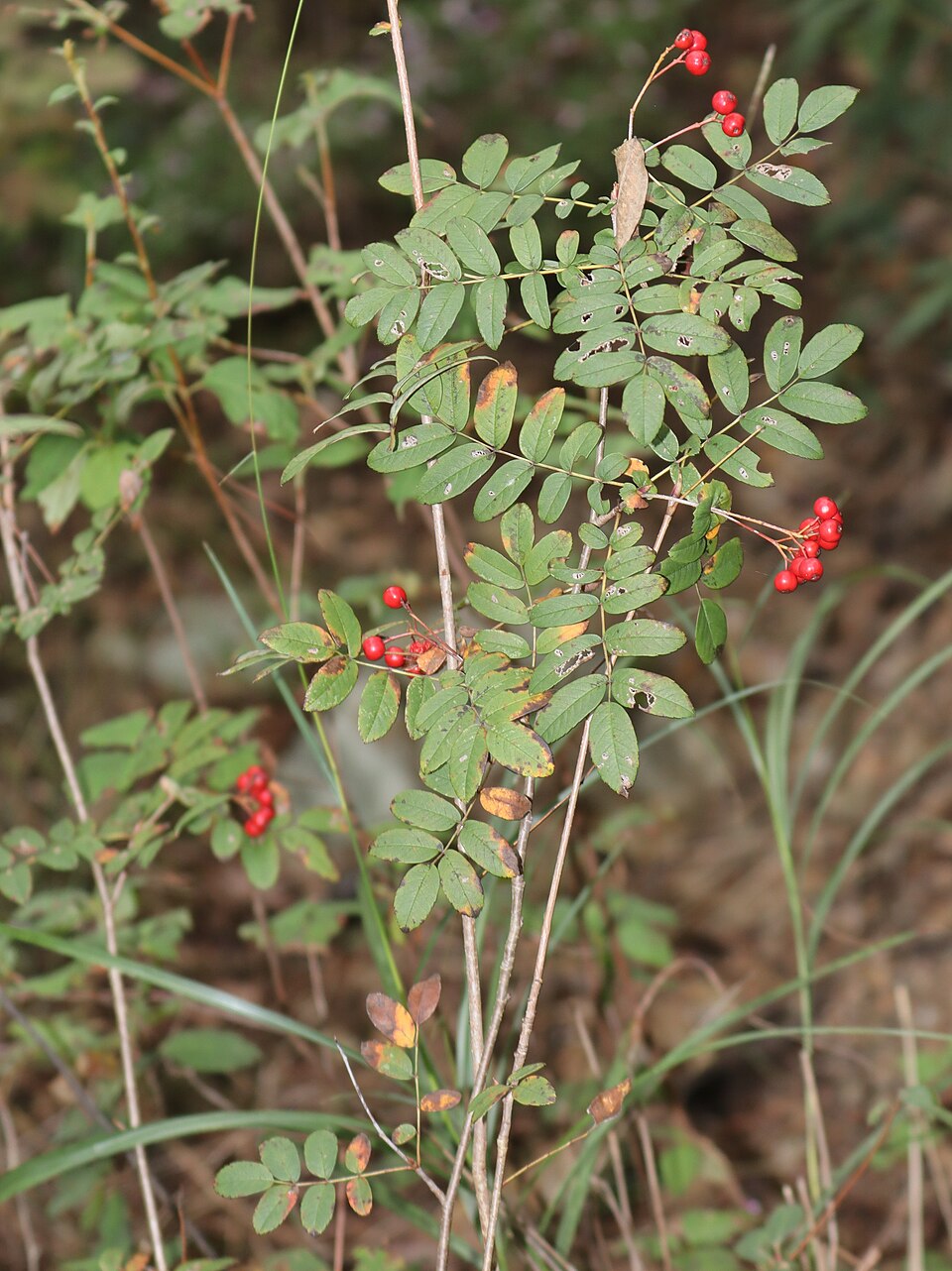 Sorbus gracilis — photo
