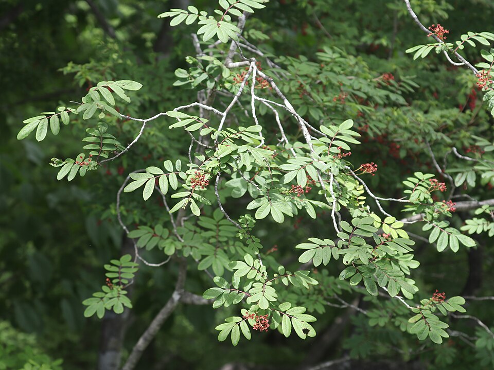 Sorbus gracilis