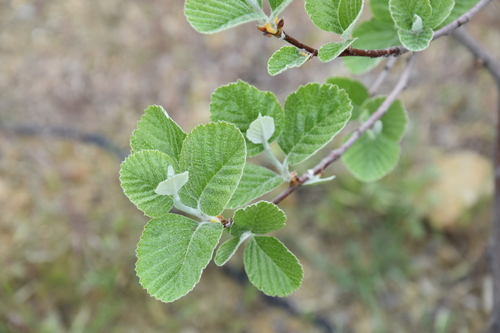 Sorbus graeca — photo