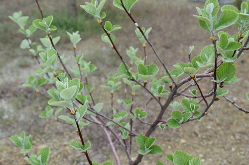 Sorbus graeca — photo