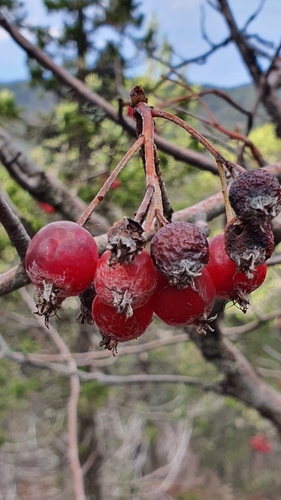 Sorbus graeca
