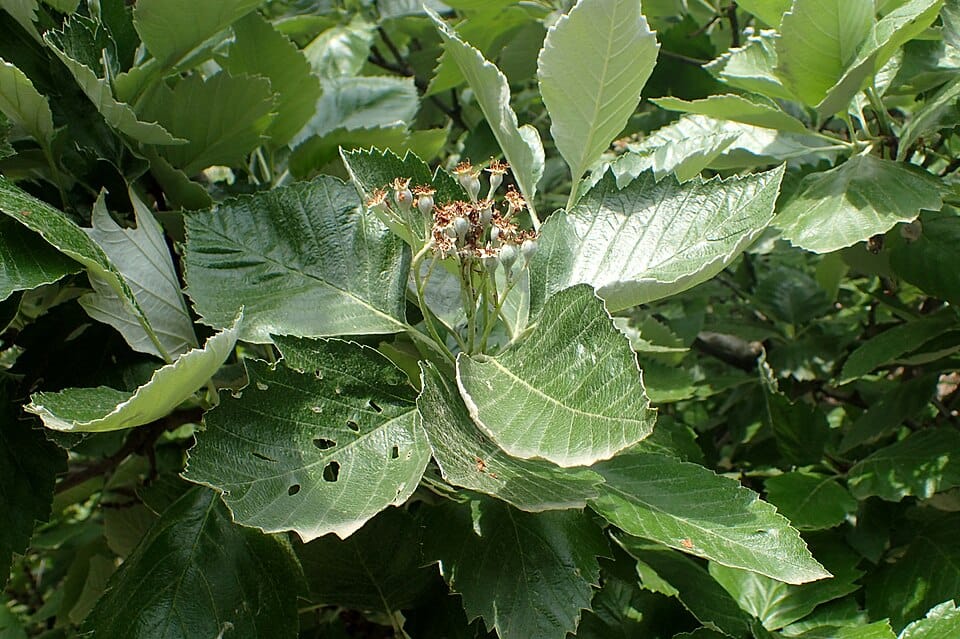 Sorbus hajastana — photo