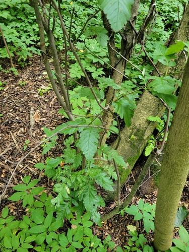 Sorbus hybrida (Swedish servicetree) — photo
