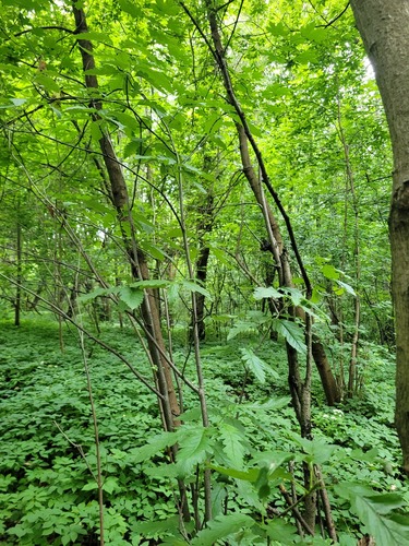 Sorbus hybrida (Swedish servicetree) — photo
