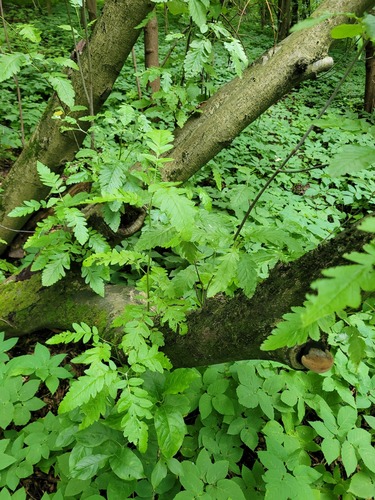 Sorbus hybrida