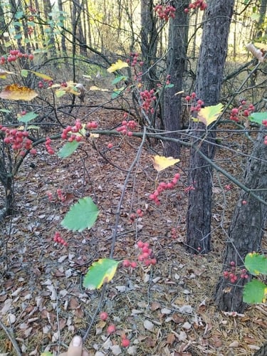 Sorbus intermedia (Swedish Whitebeam) — photo