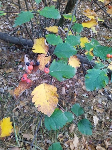 Sorbus intermedia (Swedish Whitebeam) — photo