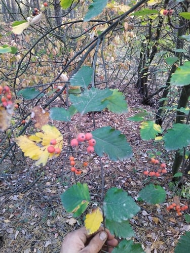 Sorbus intermedia