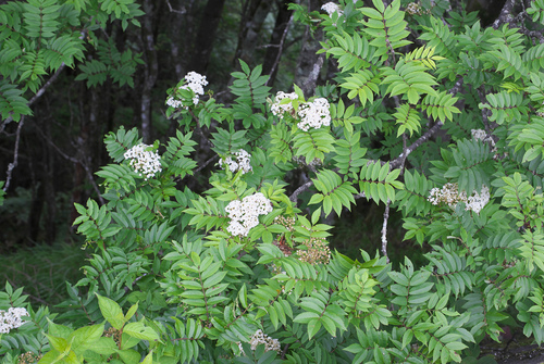 Sorbus japonica — photo