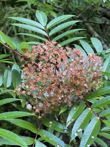 Sorbus japonica — photo