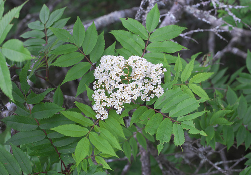 Sorbus japonica