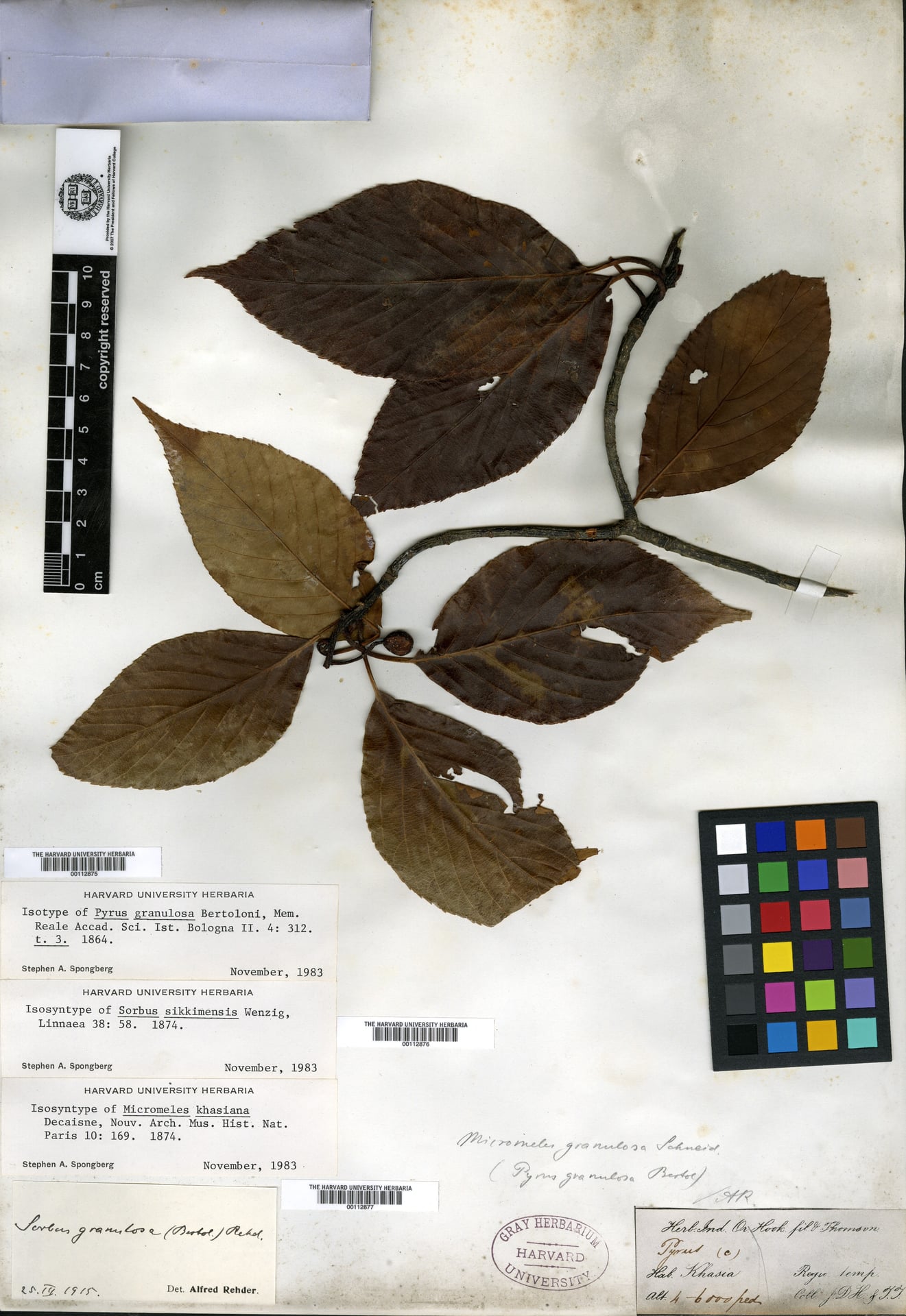 Sorbus khasiana