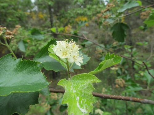 Sorbus latifolia (French Hales) — photo