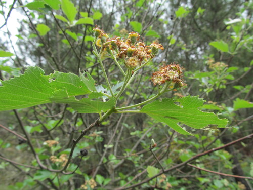 Sorbus latifolia (French Hales) — photo