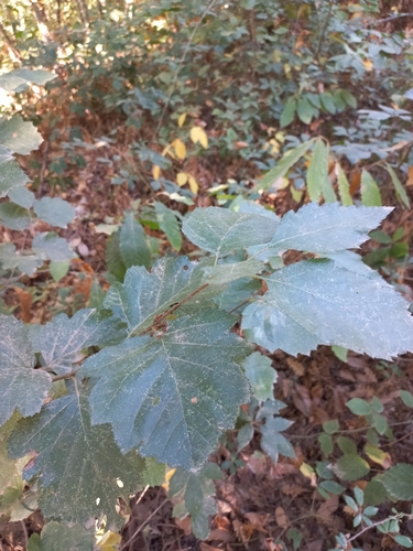 Sorbus latifolia