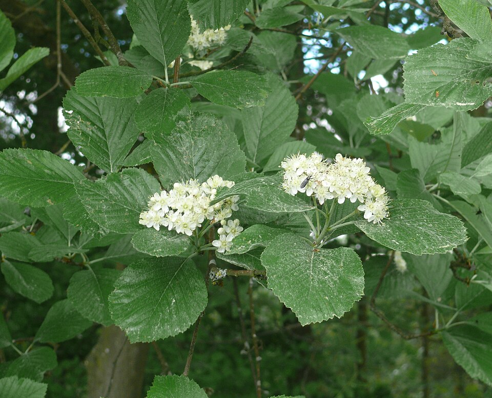 Sorbus migarica — photo
