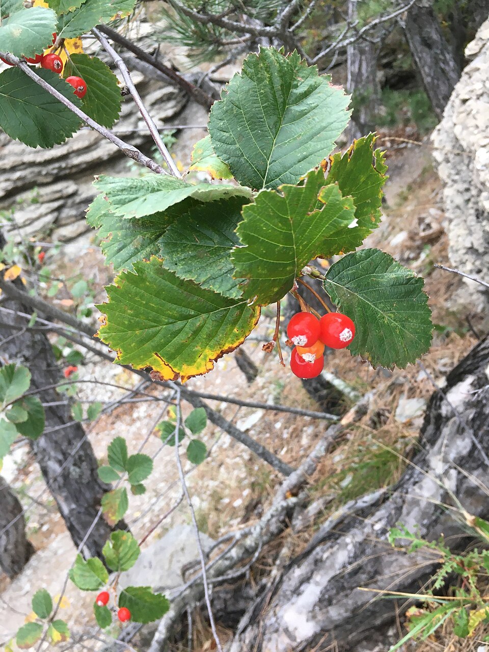Sorbus migarica