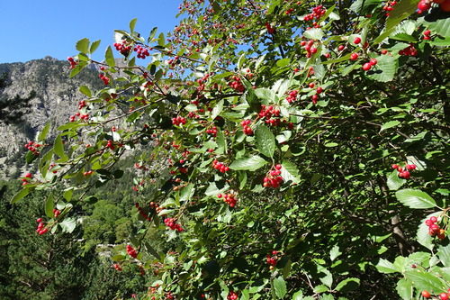 Sorbus mougeotii (Swedish whitebeam) — photo