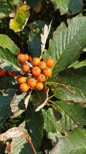 Sorbus mougeotii (Swedish whitebeam) — photo
