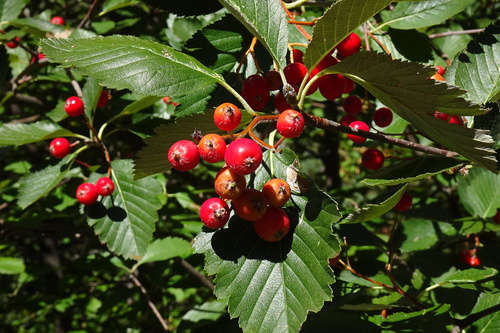 Sorbus mougeotii
