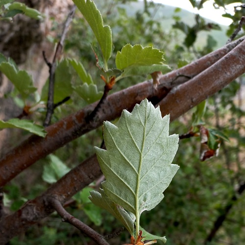 Sorbus persica (Persian mountain ash) — photo
