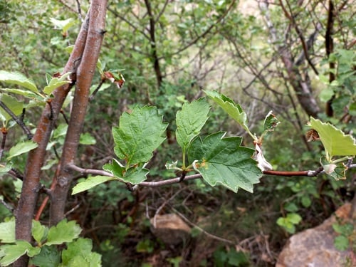 Sorbus persica