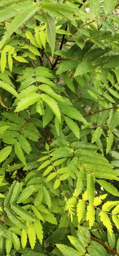 Sorbus pohuashanensis (Beijing mountain ash) — photo