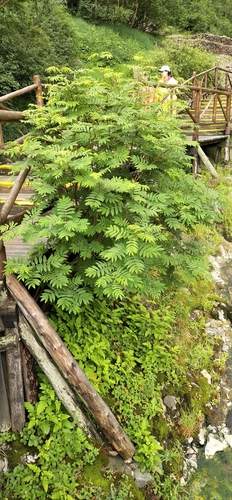 Sorbus pohuashanensis (Beijing mountain ash) — photo