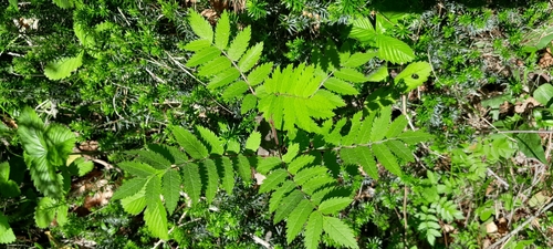 Sorbus pohuashanensis