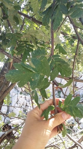 Sorbus roopiana — photo