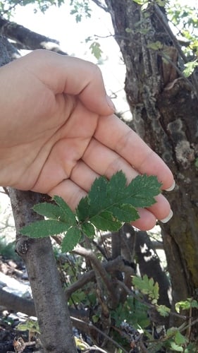 Sorbus roopiana — photo