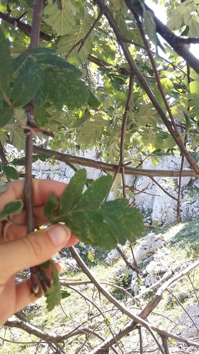 Sorbus roopiana
