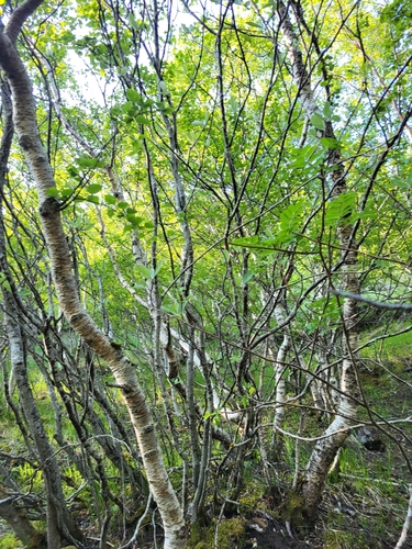 Sorbus rupicola — photo