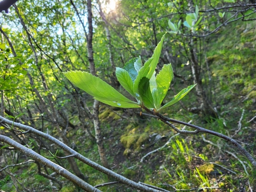 Sorbus rupicola — photo