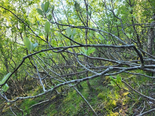 Sorbus rupicola