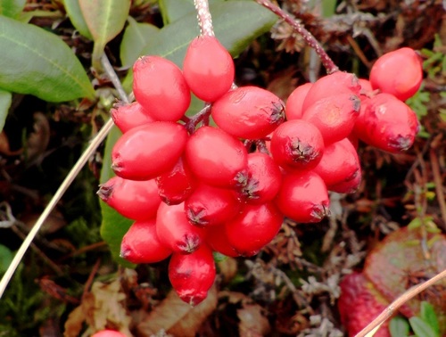 Sorbus sambucifolia (Siberian Mountainash) — photo