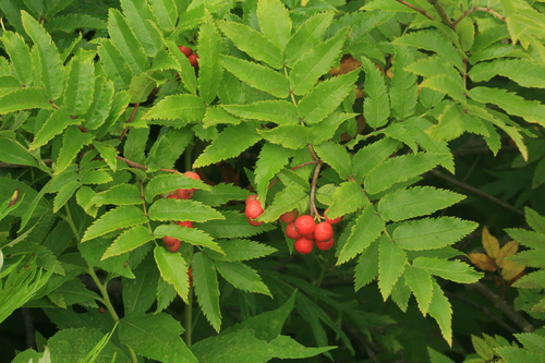 Sorbus sambucifolia (Siberian Mountainash) — photo