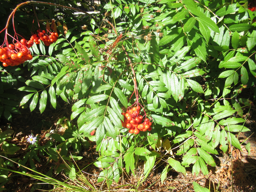 Sorbus scopulina (Greene mountain ash) — photo
