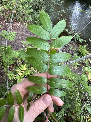 Sorbus scopulina (Greene mountain ash) — photo