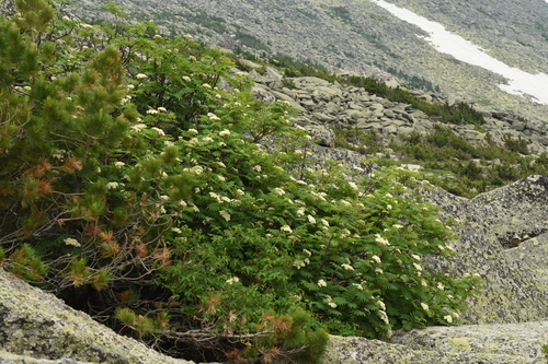 Sorbus sibirica