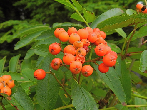 Sorbus sitchensis (Sitka mountain ash) — photo